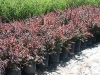 berberis-t-atropurpurea-red-barberry-5