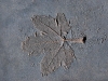 leck-landscaping-williams-041